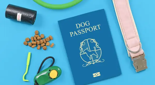 Paszport dla psa: Wygląd, zawartość i jak go uzyskać