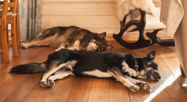 Zwei Hunde dösen friedlich auf dem Holzboden. Sie scheinen es zu genießen, hier **alleine bleiben** zu können, ohne gestört zu werden.