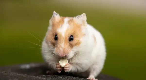 Un hámster blanco y naranja, con sus patitas delanteras, disfruta de un trozo de comida. Así es como los hámsters comen.