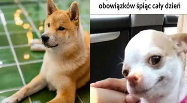 Najlepsze memy z uśmiechniętymi psami, które poprawią ci humor