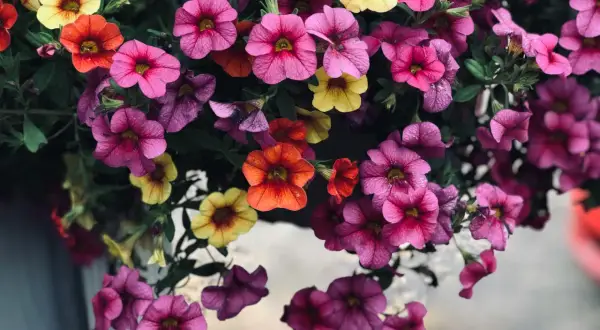 Kaskada kolorowych kwiatów, jak wygląda petunia: różowe, fioletowe, pomarańczowe i żółte dzwonki tworzą bujną kompozycję.