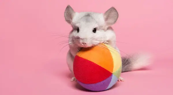 Tierna chinchilla gris con un juguete de colores, curiosa por saber cuanto vive una chinchilla.
