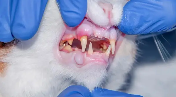 Veterinarian examines a cat's mouth, revealing a swollen area on the gums, a potential sign of cat mouth cancer.