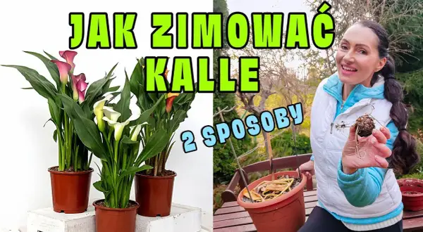 Kiedy wykopać kalie na zimę? Sprawdź idealny termin i sposób