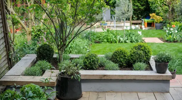 A lush garden with a raised planter featuring rounded boxwood shrubs and lavender, perfect for creating outdoor plants safe for dogs.