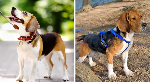 Zwei Beagles: Einer mit rotem Halsband, der andere mit blauem Geschirr, bereit für den Spaziergang.