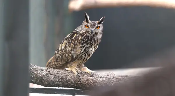 Búho real con ojos anaranjados brillantes posado en una rama. Un majestuoso ejemplo de rapaces en Madrid.