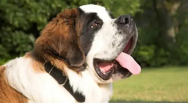 Cuál es el perro más bonito del mundo según expertos y rankings
