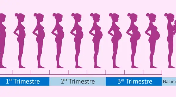 Siluetas moradas muestran la evolución del embarazo, desde el primer mes hasta el nacimiento.