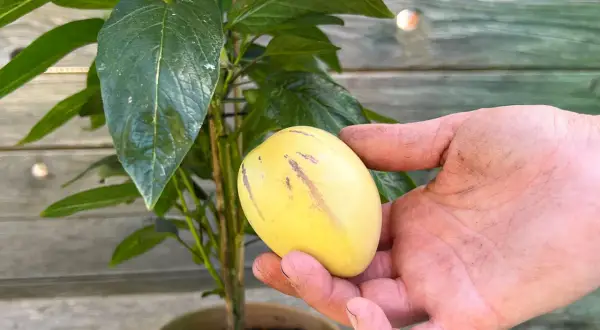 Eine Hand hält eine reife Melonenbirne 'Sugar Gold' neben der Pflanze.