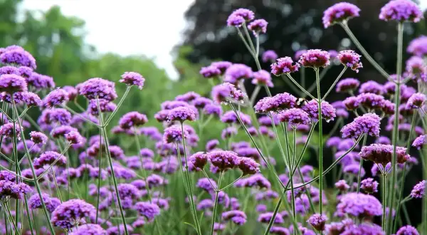 Ein Feld voller lila Blüten, die an Eisenkraut Zitronenverbene erinnern. Ein kleiner Käfer krabbelt über eine Blüte.