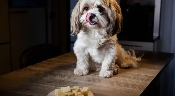 Un perro Shih Tzu con la lengua afuera mira un plato de cubos de queso, demostrando que los perros pueden comer queso.