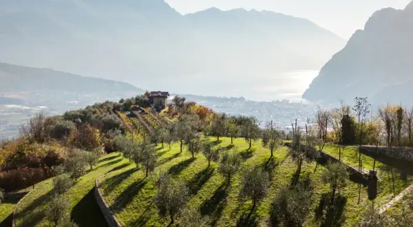 Colline con ulivi e vigneti in vista del Lago di Garda, un paesaggio che evoca l'olivenernte gardasee.