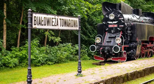 Parowóz na tle znaku "Białowieża Towarowa" i zieleni.