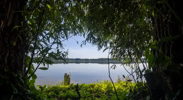 Widok na spokojne jezioro przez gałęzie drzew. W oddali linia lasu. To piękny zakątek nadgoplańskiego parku tysiąclecia.