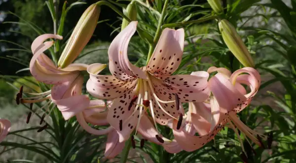 Zarte rosa Lilien mit dunklen Sprenkeln entfalten sich im Sonnenlicht. Die Blütenblätter krümmen sich elegant, während grüne Knospen auf weitere Pracht warten. Ein wunderschöner Anblick von Lilien Pflanzen.