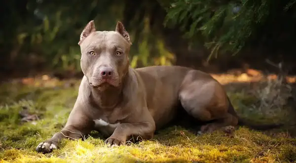 Szlachetny pitbull o brązowej sierści leży na trawie, otoczony zielenią. Jego spojrzenie jest czujne, a sylwetka muskularna.