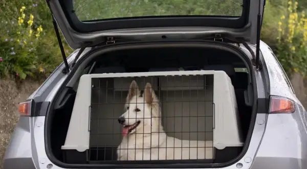 Un chien blanc est confortablement installé dans une cage double à l'arrière d'une voiture, prêt pour une aventure.