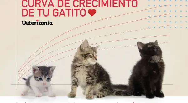 Tres gatitos de diferentes tamaños, uno blanco y gris, uno atigrado y uno negro, junto a una curva de crecimiento. El gatito de 2 meses tamaño es el más pequeño.