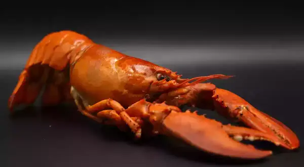 Homard cuit, prêt à être dégusté. Le temps décongélation est terminé pour ce crustacé savoureux.