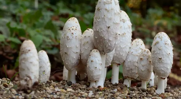 Un grupo de hongos coprinus comatus, con sus sombreros blancos y escamosos, emergen de un suelo pedregoso.