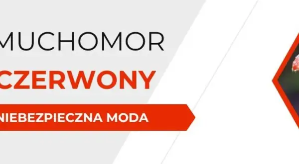 Rodzaje grzybów halucynogennych: Psylocybina vs Muchomor, prawo