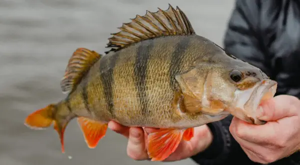 Ein Angler hält einen gestreiften Barsch. Barsche fressen kleine Fische und Krebstiere.