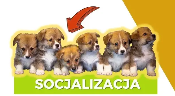 Jak socjalizować szczeniaka, by uniknąć problemów w przyszłości?