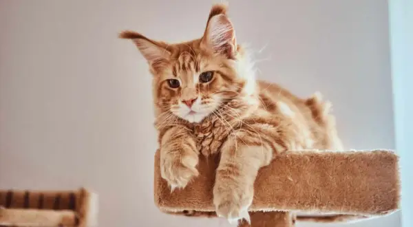 Rudy kot Maine Coon leży na drapaku, zamyślony, jakby liczył lata kocie na ludzkie.