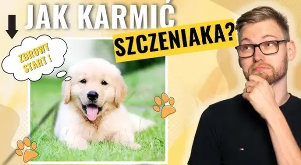 Jak karmić 2-miesięcznego szczeniaka? Zdrowy start dla malucha