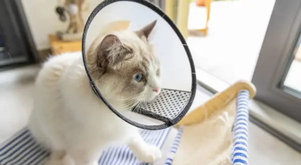 Gato de 2 meses con collar isabelino, ojos azules y pelaje blanco y gris.