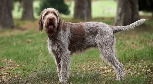 Pies rasy spinone italiano, jeden z włoskich ras psów, z charakterystyczną szorstką sierścią, stoi na trawie wśród drzew.