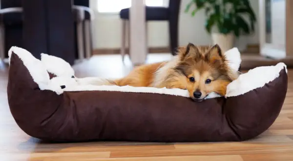 Ein Sheltie-Hund liegt entspannt in seinem Körbchen. Geduld und Training helfen, dem Hund Ruhe beizubringen.