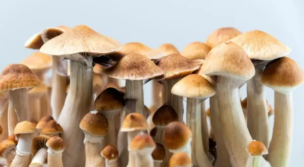 Grupka grzybów psylocybinowych z brązowymi kapeluszami i jasnymi trzonkami.
