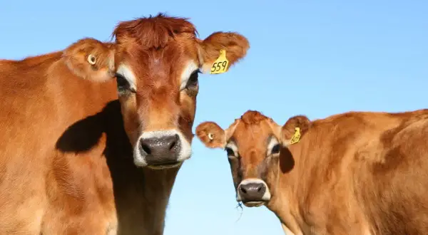 Dwie brązowe krowy, przedstawicielki ras bydła mlecznego, patrzą w obiektyw na tle błękitnego nieba.