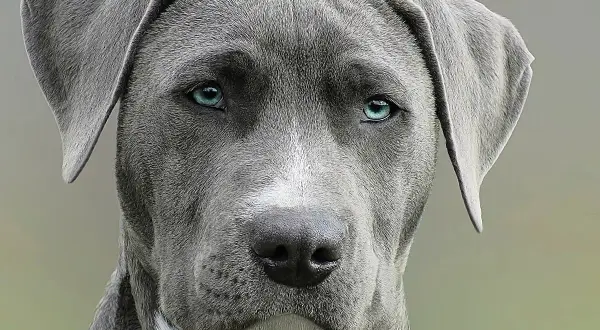Primer plano de un perro de raza grande con ojos azules penetrantes. Una imagen que evoca la pregunta: cuanto cuesta la eutanasia de un perro.