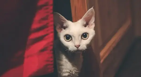 Czy Devon Rex uczula? Poznaj prawdę o alergiach i kotach hipoalergicznych