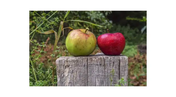 Due mele, una verde e una rossa, riposano su un ceppo di legno. I loro colori vivaci contrastano con lo sfondo verdeggiante.