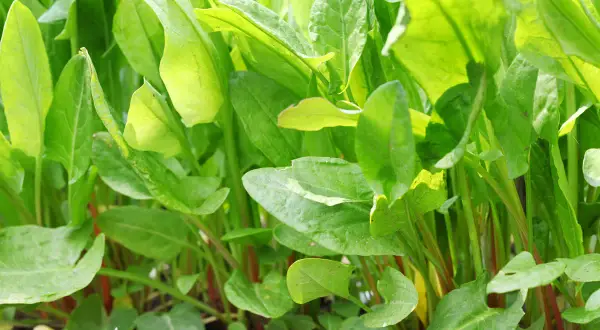 Foglie verdi e lucide di acetosa selvatica, con steli rossastri che emergono dal terreno.