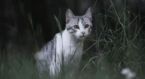 Szary pręgowany kot ukryty w trawie. Zastanawiasz się, jak odstraszyć koty? Ten sprytny łowca może być inspiracją.