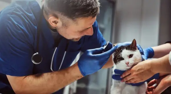 Veterinario Valencia: Encuentra la mejor atención para tu mascota