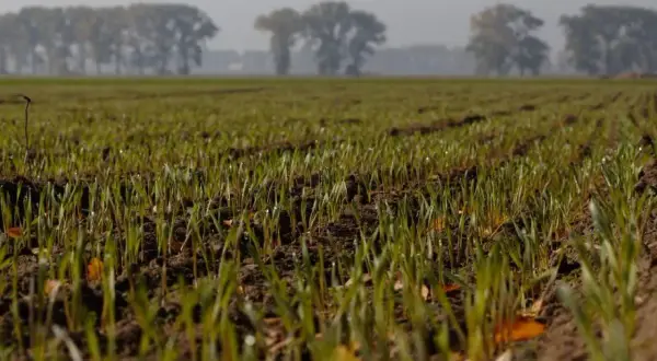 Młode źdźbła zbóż wyrastają z ziemi, tworząc naturalny mulcz. W tle widać drzewa.