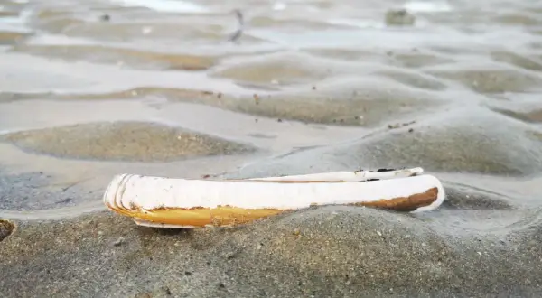 Un couteau de mer repose sur le sable mouillé, sa coquille blanche et brune contrastant avec les ondulations du sable.