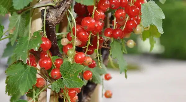 Reife rote Johannisbeeren hängen an einem Strauch. Die kleinen, glänzenden Beeren sind bereit zur Ernte.