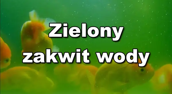 Złote rybki pływają w akwarium, gdzie woda jest zielona z powodu zakwitu.