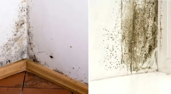 Jak napisać pismo do spółdzielni mieszkaniowej w sprawie grzyba?