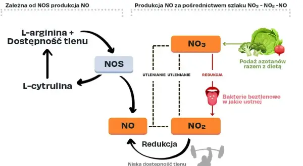 Cytrulina: Ile przed treningiem? Odkryj sekret maksymalnej pompy!