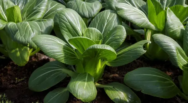 Frisch gewachsener pak choi im Beet, mit glänzenden, grünen Blättern und deutlichen Blattadern.