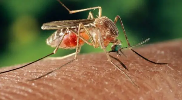 Mosquito succionando sangre, dejando una picadura morada.