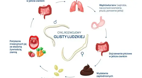 Glista ludzka jakie badania – skuteczne metody diagnostyki pasożytów
